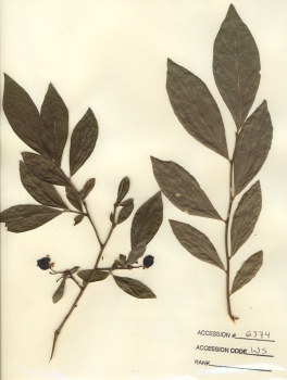primary herbarium image