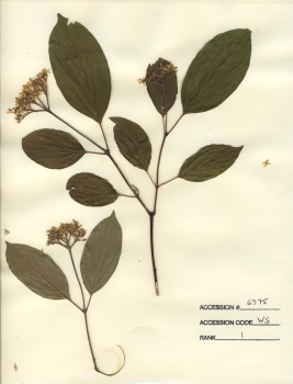 primary herbarium image