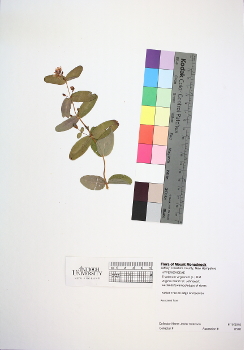 primary herbarium image