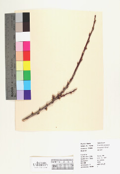 primary herbarium image