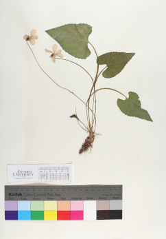 primary herbarium image