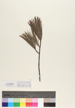 primary herbarium image