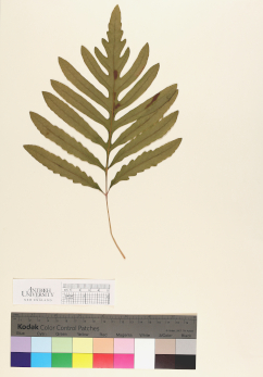 primary herbarium image