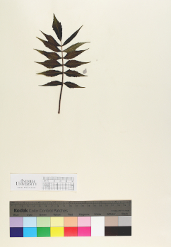 primary herbarium image