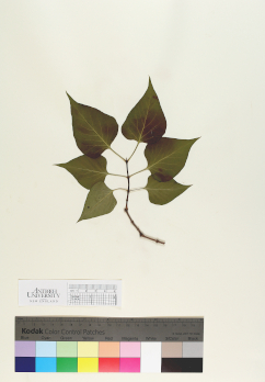 primary herbarium image
