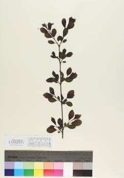 primary herbarium image