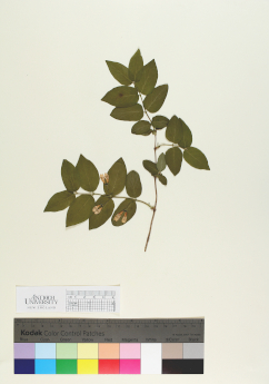 primary herbarium image