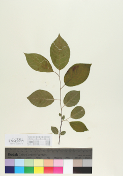 primary herbarium image