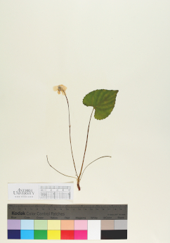 primary herbarium image