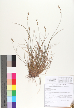 primary herbarium image