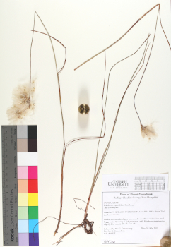primary herbarium image