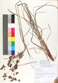 primary herbarium image