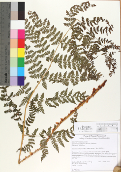 primary herbarium image