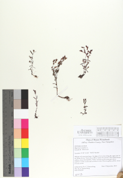 primary herbarium image