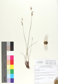primary herbarium image