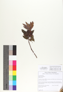 primary herbarium image