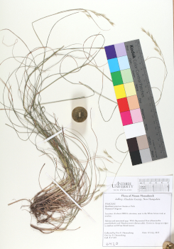 primary herbarium image