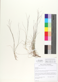 primary herbarium image