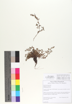 primary herbarium image