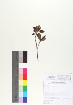 primary herbarium image