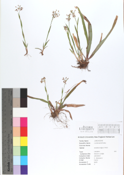 primary herbarium image