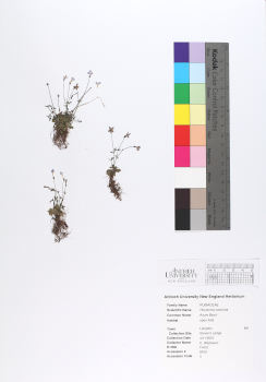 primary herbarium image