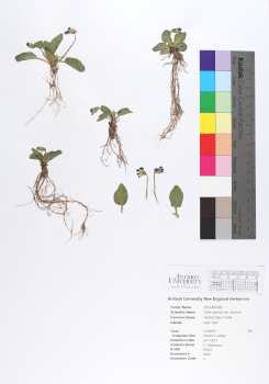 primary herbarium image
