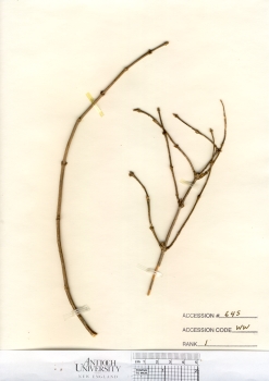 primary herbarium image