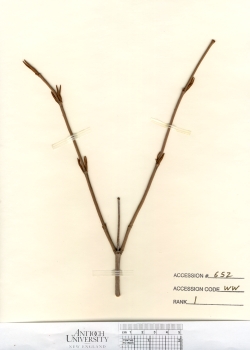primary herbarium image