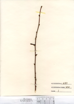 primary herbarium image