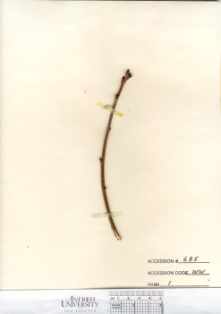 primary herbarium image