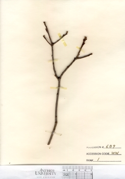 primary herbarium image