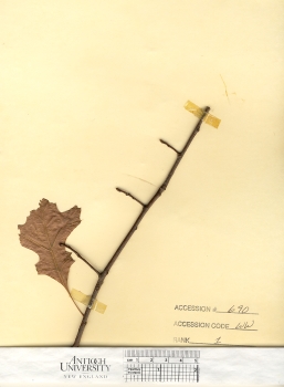 primary herbarium image