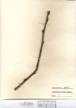 primary herbarium image