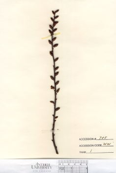 primary herbarium image