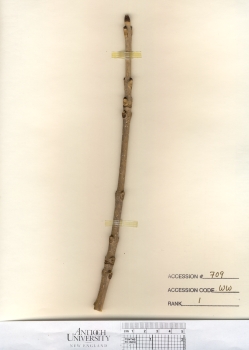 primary herbarium image