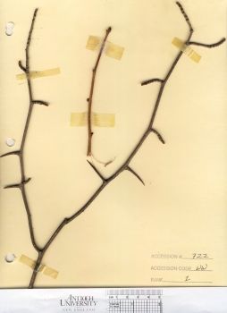 primary herbarium image