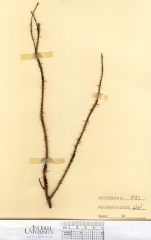 primary herbarium image
