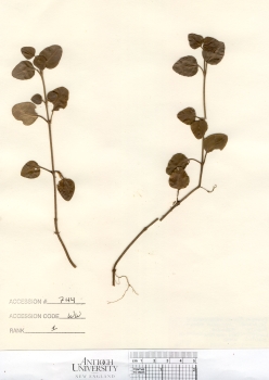 primary herbarium image