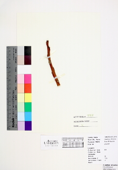 primary herbarium image