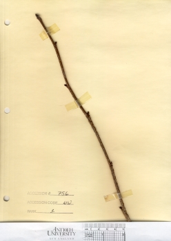 primary herbarium image