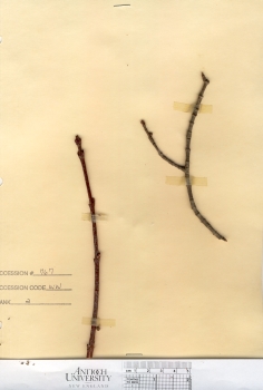 primary herbarium image