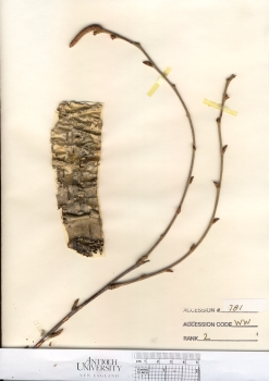 primary herbarium image
