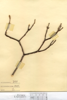 primary herbarium image