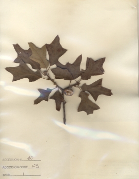 primary herbarium image