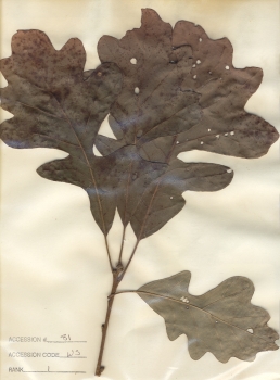 primary herbarium image