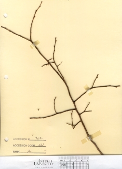 primary herbarium image