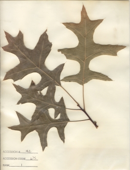 primary herbarium image