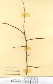 primary herbarium image