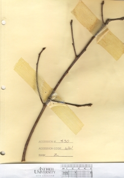 primary herbarium image